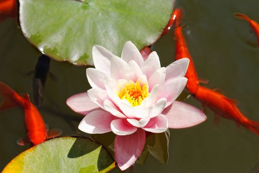 pink water lily in the lake with goldfish