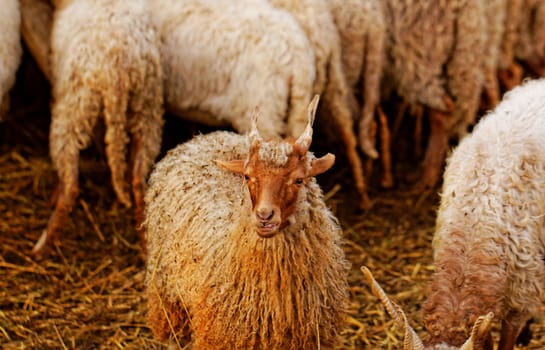 many goats with horn eating on the farm 