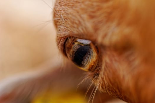 close up picture about yellow goats eye