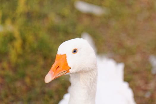 White geese with blue eyes, in farm