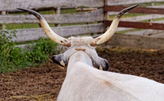 Ruminant Hungarian gray cattle bull in the corral from back