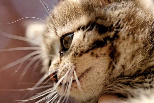 close up on a kittens face portrait