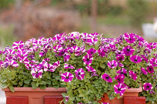the purple white petunia, on balkony box