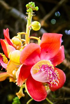 Sala, the Symbol Flower of Buddhism