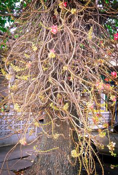 Sala Tree, the Symbol Flower and Tree of Buddhism