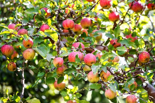 Bunch of red apples on a apple tree in sunny day