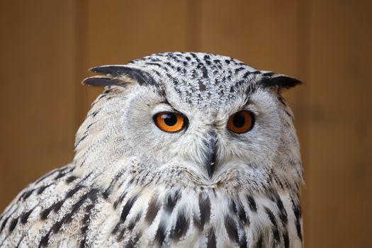 portrait of eagle owl with his big and beautiful oranges eyes