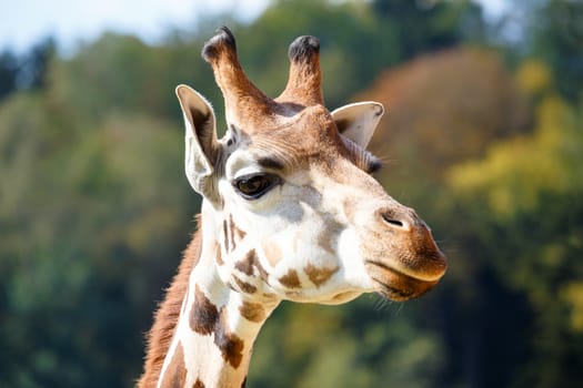 Close up shot of young cute giraffe 