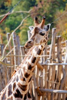 Close up shot of young cute giraffe 