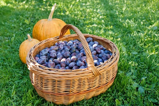 ripe plums in basket on green lawn