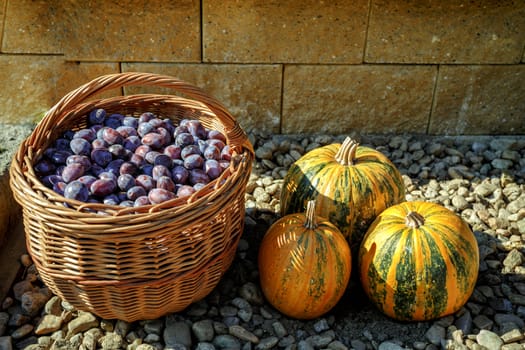 ripe plums in basket with three pumpkins