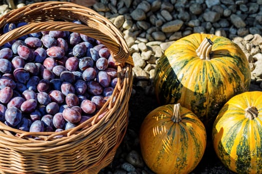 ripe plums in basket with three pumpkins