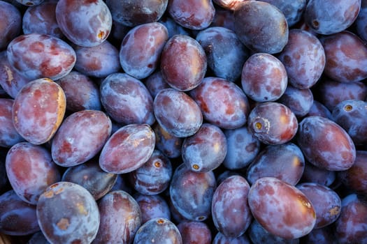 ripe purple and blue Plums (Blackthorns) Background, Texture, detail