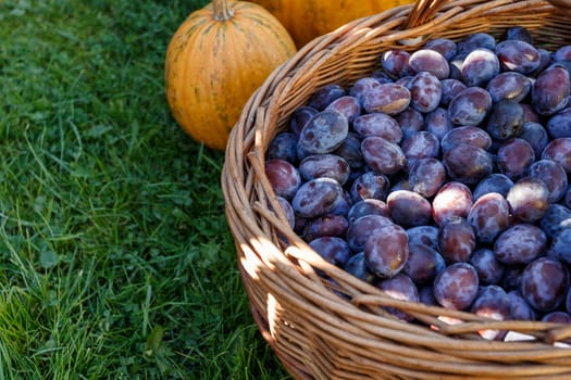 ripe plums in basket on green lawn