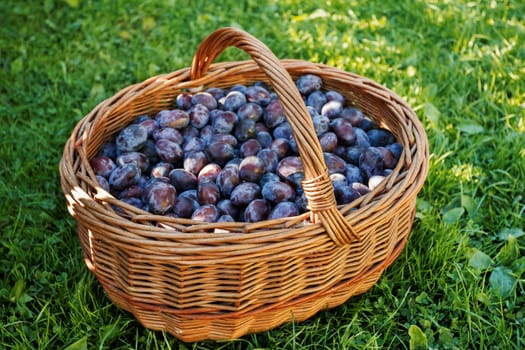 ripe plums in basket on green lawn