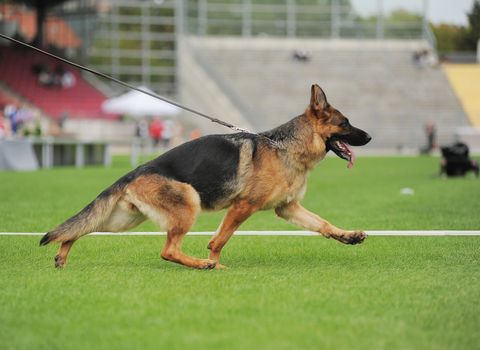 Running german shepherd dog in stadium