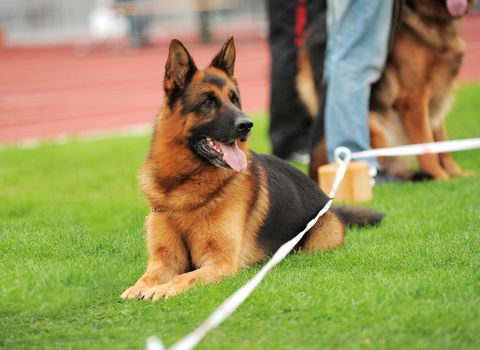 Dog on the grass