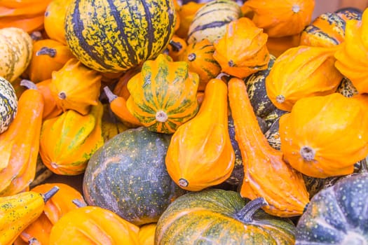 Autumn pumpkins background, yellow, orange and green