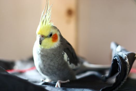 A Cockatiel is resting on cage