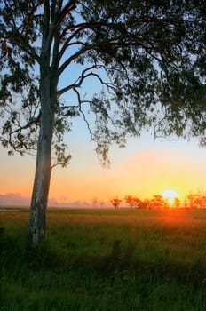 Sunset with trees and meadow