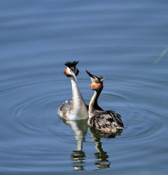 Great crested grebe male and female ducks, podiceps cristatus, courtship on water