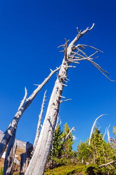 Dead trees with a deep blue sky on Mt. Hood in Oregon