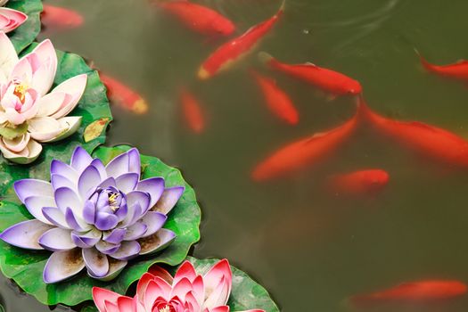 Fish koi in pond and lotus flower