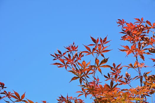 Autumn maple leaves