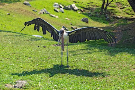 A large Marabou stork (Leptoptilos crumeniferus), also known as the undertaker bird, spreads its huge wings in the sun at the Indianapolis Zoo in Indiana