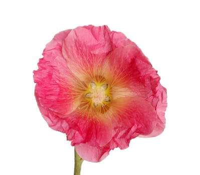 Single flower of a pink hollyhock (Alcea rosea) isolated against a white background