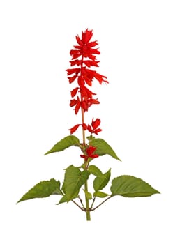 Stem of annual, red salvia flowers (Salvia splendens) isolated against a white background