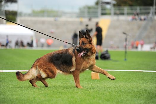 German shepherd dog running on stadium