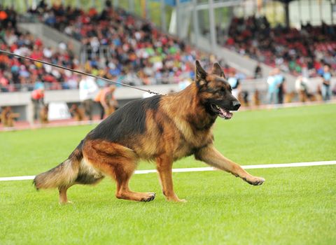 German shepherd dog running on stadium