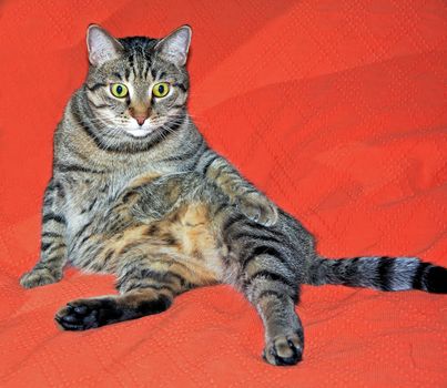 Cute cat relaxes  on a red bed