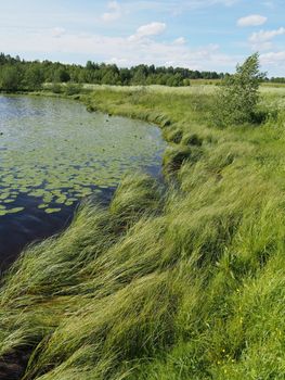 Lake in the summer