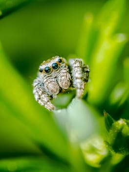 Jumping spider