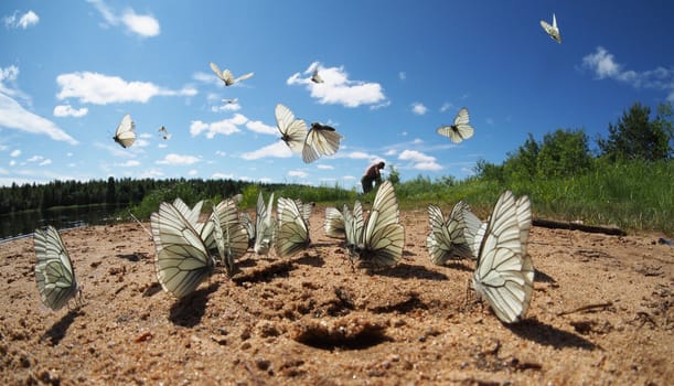 Black-veined White butterflies