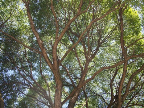 trunk of the tree