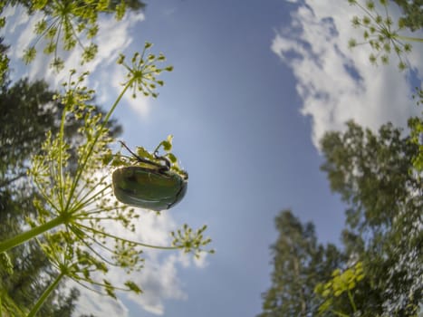 Chafer beetle on a flower