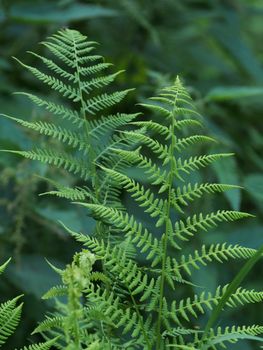 Plants in the forest