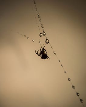 spider web in the droplets