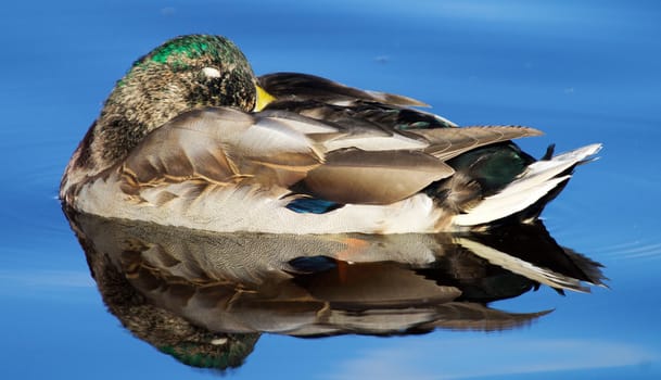 mallard duck on the lake 