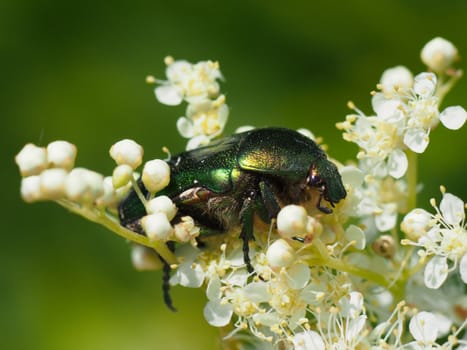 Chafer beetle on a flower