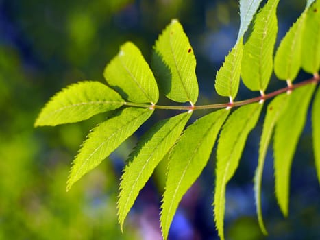The leaves of mountain ash