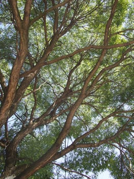 trunk of the tree