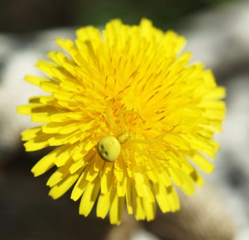 Yellow spider on a plant