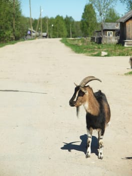 goat in the village