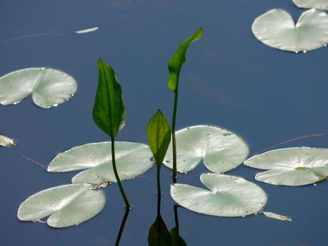 Potbelly leaves on the water