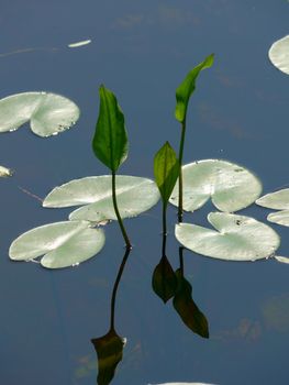 Potbelly leaves on the water