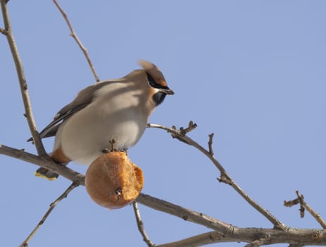 Waxwing eating apple